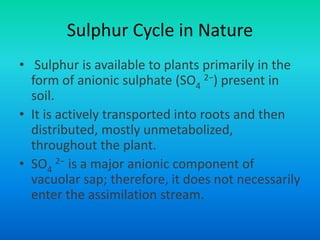 Sulphur Cycle in Nature
• Sulphur is available to plants primarily in the
form of anionic sulphate (SO4
2−) present in
soil.
• It is actively transported into roots and then
distributed, mostly unmetabolized,
throughout the plant.
• SO4
2− is a major anionic component of
vacuolar sap; therefore, it does not necessarily
enter the assimilation stream.
 