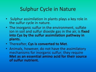 Sulphur Cycle in Nature
• Sulphur assimilation in plants plays a key role in
the sulfur cycle in nature.
• The inorganic sulfur in the environment, sulfate
ion in soil and sulfur dioxide gas in the air, is fixed
into Cys by the sulfur assimilation pathway in
plants.
• Thereafter, Cys is converted to Met.
• Animals, however, do not have the assimilatory
mechanisms for inorganic sulfur; they require
Met as an essential amino acid for their source
of sulfur nutrient.
 