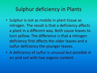 Sulphur deficiency in Plants
• Sulphur is not as mobile in plant tissue as
nitrogen. The result is that a deficiency affects
a plant in a different way. Both cause leaves to
turn yellow. The difference is that a nitrogen
deficiency first affects the older leaves and a
sulfur deficiency the younger leaves.
• A deficiency of sulfur is unusual but possible in
an acid soil with low organic content
 
