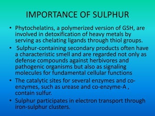 IMPORTANCE OF SULPHUR
• Phytochelatins, a polymerized version of GSH, are
involved in detoxification of heavy metals by
serving as chelating ligands through thiol groups.
• Sulphur-containing secondary products often have
a characteristic smell and are regarded not only as
defense compounds against herbivores and
pathogenic organisms but also as signaling
molecules for fundamental cellular functions
• The catalytic sites for several enzymes and co-
enzymes, such as urease and co-enzyme-A ,
contain sulfur.
• Sulphur participates in electron transport through
iron-sulphur clusters.
 