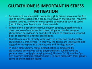 GLUTATHIONE IS IMPORTANT IN STRESS
MITIGATION
• Because of its nucleophilic properties, glutathione serves as the first
line of defense against the products of oxygen metabolism, reactive
oxygen species, and other electrophilic compounds such as toxins
(herbicides), xenobiotics, and heavy metals.
• When plants encounter reactive oxygen species, glutathione is a
direct source of electrons for stress mitigation by the enzyme
glutathione peroxidase or an indirect means to maintain a reduced
pool of ascorbate, another antioxidant.
• Glutathione reacts directly with toxins in a reaction mediated by
glutathione S-transferase. In this way the toxins are inactivated and
tagged for transport into the vacuole and for degradation.
• In some plants heavy-metal detoxification is mediated by
glutathione derivatives called phytochelatins, which have the
general structure (γ-glutamylcysteine)nGly (n = 2–11), and by Cys-
rich proteins called metallothioneins. In both molecules thiol groups
serve as the metal ion ligand.
 