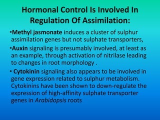 Sulphate Assimilation | PPTX