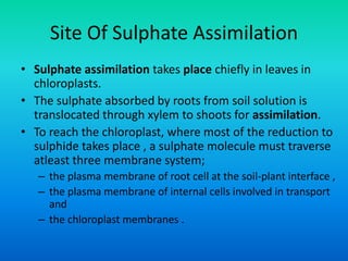 Sulphate Assimilation | PPTX