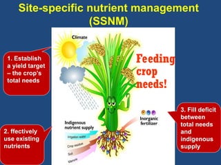 Presentation on nutrient management rice | PPT