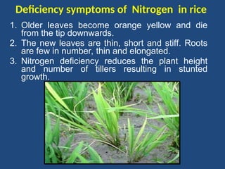 Presentation on nutrient management rice | PPT