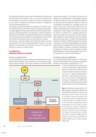 Cette approche permet de reconstituer des événements qui définissent              antimullerian hormone), il est l’objet d’un processus de
              des déformations de contextes ; ceux-ci, à leur tour, impliquent des              régression qui le transforme en un cordon fibreux compact.
              comportements et des fonctions définis en termes de composantes,                  La régression débute à partir de l’extrémité postérieure
              ce qui entraîne l’interdiction d’événements définis et l’apparition               du canal alors que son extrémité antérieure continue à
              d’autres événements définis, etc.                                                 se développer normalement et se propage comme une
              Il en résulte un modèle entièrement documenté par un ensemble impor-              vague. Ce canal est constitué d’un manchon épais de
              tant d’informations bien identifiées et par de multiples recoupements ;           cellules mésenchymateuses (le mésenchyme est un tissu
              ce modèle suggère des mécanismes cohérents pour de nombreuses obser-              embryonnaire à partir duquel sont formés les vaisseaux,
              vations qui restaient jusqu’alors sans explication et décrit de façon très        les muscles, le squelette et le cartilage) entourant un
              détaillée (1) les conditions qui permettent l’apparition d’une pathologie,        tube mince, bordé d’une seule couche de cellules épithé-
              (2) les mécanismes qui sous-tendent son développement et (3) les modes            liales séparées des autres cellules par une fine membrane
              d’interventions par lesquels elle pourrait être prévenue ou enrayée.              fibreuse. Alors que seules les cellules mésenchymateuses
              Bien entendu, ce type de modèle reste entièrement théorique et doit               expriment le récepteur à l’AMH (et peuvent donc répondre
              impérativement être vérifié expérimentalement. Toutefois, il fait des             à l’hormone), ce sont les cellules épithéliales qui, bien que
              prédictions fonctionnelles très précises qui peuvent facilement être              n’exprimant pas le récepteur AMH et n’étant jamais direc-
              vérifiées in vivo dans un modèle animal.                                          tement exposées à l’hormone, entraînent le phénomène
                                                                                                de régression en étant pour partie converties en cellules
              La modélisation                                                                   mésenchymateuses et pour partie poussées à la mort [13,
              intégrative prédictive en pratique                                                14]. Comment est-ce que tout cela fonctionne ?

              Prenons un exemple concret                                                         Les étapes initiales de modélisation
              Le canal de Müller est une structure embryonnaire présente chez les mam-           Au cours des soixante dernières années [15], de nombreux
              mifères mâles et femelles. Chez ces dernières, il est à l’origine de l’utérus      travaux ont été entrepris dans ce domaine, sans apporter
              et des trompes de Fallope ; chez le mâle, en réponse à une hormone (AMH,           de réponse fonctionnelle à ce phénomène [16, 17].
                                                                                                                Le travail de modélisation a été entrepris
                                                                                                                à partir d’observations expérimentales
                                            AMH                                                                 décrivant certains des mécanismes mis
                                                                                                                en œuvre durant le processus de régres-
                                                                                                                sion (Figure 2). Mais pour comprendre ce
                                                                                                                processus, il était nécessaire de remon-
                                            AMH R                                                               ter à une période du développement
                                                                                              Cytoplasme        antérieure à l’apparition de l’AMH dans
                                                                                                                le système, pour laquelle aucune donnée
                                                                            P13K                                expérimentale directe n’était disponible.

                                                                                                                Figure 2. Observations expérimentales d’ori-
                                                                                                                gine associées au processus de régression du
                                                                                                                canal de Müller chez la souris. Ces données ont
                                                                             PKC                                été obtenues par le Pr F. Xavier (Cnrs et ECP)
                                                                                                                et son équipe. Deux voies principales sont
                                                                                                                activées dans les cellules mésenchymateuses
                                                                                          b-caténine            en réponse à l’AMH. La voie PI3K, qui aboutit
                        Smad 1 : Smad 4                                                  accumulation
                                                                            Gsk3b                               à une accumulation cytoplasmique massive
                                                                                                                de β-caténine, et la voie Smad, qui résulte
                                                                                                                de la présence de complexes composés des
                           Noyau                                                                                protéines Smad4, β-caténine et Lef dans le
                                                                                                                noyau de ces cellules. Les points d’interroga-
                                                                  b-caténine : LEF-1                            tion signifient l’incertitude quant à la forme
                                                                       Smad 1 : Smad 4                          structurale du récepteur à l’AMH entraînant
                                                                                                                l’activation de ces voies de signalisation (le
                                                          Smad 1 : Smad 4 : b-caténine                          récepteur AMHRII seul ou sa forme complexe
                                                                                                                AMHRII-ALK).


     4                        M/S n° 6-7, vol. 25, juin-juillet 2009




Iris.indd 4                                                                                                                                                  26/05/2009 12:32:42
 