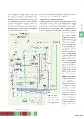 Cela permettait de définir les contextes fonctionnels                             Avec cette carte physiologique en main, il devenait possible de
              dans lesquels le récepteur AMH allait apparaître, quels                           s’adresser aux mécanismes du processus de régression.
              mécanismes étaient interdits par ces contextes, quelles
              déformations ceux-ci allaient subir, quelles en seraient                         Les mécanismes de la régression müllerienne
              les conséquences fonctionnelles en termes de compo-                              Il s’avère que ce processus se déroule en trois étapes distinctes dans
              santes et quels nouveaux événements découleraient                                l’espace et dans le temps (Figure 4), en raison des mécanismes interdits




                                                                                                                                                                                          REVUES
              de ce processus. La démarche décrite plus haut a été                             par les contextes initiaux. Une des caractéristiques du récepteur de l’AMH
              appliquée à partir de l’index d’une base de données                              est de fonctionner sous la forme de complexes hétérodimères composés
              « embryologiques » et les résultats de cette modélisa-                           de l’association d’une protéine appelée AMHRII (le récepteur auquel se
              tion sont représentés dans la Figure 3.                                          lie l’AMH) et d’une autre protéine appelée ALK (anaplastic lymphoma
                                                                                                                                               kinase). Cette dernière est
                                                             Noggin                                                                           elle-même le récepteur
                  Épithéliale cell
                                                                                                                                              d’un autre type d’hormone
                                                                                                                                              appelé BMP (bone mor-
                                                                                                                                              phogenetic protein). Pour




                                                                                                                                                                                           SYNTHÈSE
                                                                                                                                              induire une réponse à l’AMH,
                              Wnt7a                                BMP4                  BMP2                                   AMH RII       les cellules mésenchyma-
                                                                                                                                              teuses doivent donc, selon
                                                                                                                                              la vision classique, expri-
                               Fzd                                                       Alk2/3              SMURF                            mer AMHRII et ALK. Mais
                                                                                                                                              elles doivent organiser la
                                                             Shh
                               Dsh                                                                                                            distribution de ces protéi-
                                                                                                                                              nes à la surface cellulaire
                                GBP/Frat1                                                     P38          Tak1
                                                       Ptc                                                                                    de façon à ce que lorsque
                                                                                Smad 1
                                                                                Smad 5                                                        l’AMH se lie au récepteur
                                b-caténine                                      Smad 8
                               CYTOPLASMIC
                                                                                                          Mek1                                AMHRII, ce dernier provo-
                  Gsk3b                                                                                                                       que le recrutement d’ALK
                                                                                                          Erk1/2                              et forme ainsi le complexe
                                b-caténine                                    Smad 5 : Smad 4
                                cytoplasmic                                   Smad 1 : Smad 4                                                 activé final décrit dans la
                       Axin                                                                                                                   littérature. Or, toute une
                                                                                                         p90Rsk
                            b-caténine : Lef                                                                                                  série de réactions qui sont
                            b-caténine : RAR                                                                                                  inhibées lorsque AHMRII est
                            b-caténine : SF-1                                                              CREB                               exprimé (et dont l’explica-
                   MKK1                                                                                                                       tion dépasse le cadre de
                                                                                                      SnoN
                   MKK4/7                                                                                                                       Figure 3. Résultats simplifiés
                                            FLH2                                                                                                de modélisation décrivant les
                                                                                Ski                         Gremlin/
                                                                                                            Ectodin                             conditions requises pour l’ex-
                    SAPK
                                                                          Smad 6                                                                pression d’AMHRII chez les
                                                                          Smad 7                                                                cellules mésenchymateuses.
                     JNK                C-Jun
                                                                                                             BAMBI/        SF-1                 Ce digramme décrit les com-
                                                                                                              NMA                               munications entre cellules
                      GATA 4                                                                                                                    épithéliales (peu nombreu-
                      GATA 6
                                                                                                                                                ses) et cellules mésenchyma-
                                                                          Smad 1 : Smad 4
                                                                          b-caténine : Lef         Msx 1         c-Myc                          teuses ainsi que l’état phy-
                                     Gli2                                                                                                       siologique de ces cellules au
                                     Gli3                                                                                Direct response        moment où la réponse à l’AMH
                                                                                         PKA                             Primary induction
                                                                                                                                                va commencer. Les lignes rou-
                                                                                                                         Negative feedback      ges indiquent les mécanismes
                                                     Gli2-Rep                                       BMP 4
                                                                              Gli2-Act                                   Secondary induction
                                                     Gli3-Rep                 Gli3-Act                                                          et les interconnexions qui se
                                                                                                  Pct                    Physical interaction
                                                                                                                                                trouvent interdites dans ce
                                                                                               Snail, etc                Inhibition
                                                                                                                                                contexte.


                                M/S n° 6-7, vol. 25, juin-juillet 2009                                                                                                                5



Iris.indd 5                                                                                                                                                                 26/05/2009 12:32:43
 