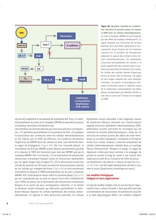 Figure 4A. Résultats simplifiés de modélisa-
                                                                                                                  tion décrivant la première phase de réponse
                  AMH                                                                                             à l’AMH dans les cellules mésenchymateuses.
                                                                       Fibronectine                               Ici, seul le récepteur AMHRII est actif (imposé
                                                                                                                  par des effets de fluidique membranaire). Le
                                                                                                                  signal résultant est l’activation de certains
                 AMH RII                            Snail ?                  N-cadhérine                          éléments de la voie PI3K, aboutissant à l’ac-
                                                                                                                  cumulation d’une fraction de la b-caténine
                                                                                                                  cellulaire et la sécrétion de fibronectine,
                  CR-1 ?                P13K                                                                      préparant la rupture des contacts entre cel-
                                                                                                                  lules mésenchymateuses. Ces événements
                                                                                                                  concernent principalement les cellules à la
                                                                                                                  partie superficielle des contacts avec le sys-
                     IP3 R3               IP3                                                                     tème vasculaire dans le manchon (voir texte),
                                                                                                                  les cellules des couches internes n’ayant pas
                                                                                                                  encore un accès libre à l’hormone. Les lignes
                      Ca2+                                                                 Gsk3b                  et croix rouges indiquent des voies devenues
                                                     PKC a, d               Akt
                   Mobilisation                                                                                   interdites. Les points d’interrogation indi-
                                                                                                                  quent l’incertitude quant à l’identité exacte
                                                                                                                  de la composante correspondante. Les boîtes
                                                                                                                  bleues correspondent aux éléments vérifiés in
                                                                                                                  vivo chez la souris par F. Xavier et son équipe
                                                                                        Stabilisation             au CNRS.
                                                                                      et accumulation
                                                                                       cytoplasmique
                                                                                       de b-caténine



              cet article) empêchent le recrutement de la protéine ALK. Donc, à l’extré-           épithéliales encore attachées à des fragments intacts
              mité postérieure du canal, où le récepteur AMHRII est exprimé en premier,            de membrane fibreuse subissent une transformation
              ce récepteur fonctionne initialement seul.                                           appelée transition epithéliale-mésenchymateuse (EMT,
              Cela entraîne une série de réponses qui vont avoir plusieurs conséquen-              phénomène souvent rencontré en oncologie) qui les
              ces : (1) permettre partiellement le recrutement de ALK ; (2) préparer               convertit en cellules mésenchymateuses ; celles qui ne
              la dissociation des connexions entre les cellules mésenchymateuses                   sont plus en contact qu’avec des débris de cette mem-
              et (3) induire, par un effet de diffusion, les conditions permettant                 brane se suicident (apoptose), entraînant la formation
              l’expression de AMHRII dans les cellules en aval. Cela déclenche donc                locale d’un cordon compact, constitué uniquement de
              la vague de propagation (Figure 4A). Dès lors (seconde phase), le                    cellules mésenchymateuses insérées dans un maillage
              recrutement de ALK par AMHRII activé devient partiellement possible                  fibreux (fibronectine). Pendant ce temps, la vague de
              et la réponse à l’AMH est transmise aussi bien par AMHRII que par le                 régression initiée plus haut continue à se propager de
              complexe AMHRII-ALK. Il en résulte : (1) la réactivation de certains des             proche en proche le long du canal à une vitesse bien
              mécanismes initialement bloqués (voies et interactions représentées                  supérieure à celle de la croissance de cette structure.
              par les lignes rouges dans la Figure 3) ; (2) la dissociation locale des             Les événements clés décrits ci-dessus et dans les Figu-
              cellules du manchon et (3) toute une série de restructurations internes              res 4A, B et C ont été expérimentalement vérifiés in vivo
              de ces cellules qui changent de forme (Figure 4B) et vont maintenant                 chez la souris (publication scientifique en cours).
              transmettre la réponse à l’AMH principalement via les seuls complexes
              AMHRII-ALK. Cette étape en retour induit la troisième phase (Figure 4C)              Les modèles biologiques
              qui est caractérisée par la mise en œuvre d’une série d’événements                   intégrés et leurs applications
              sous l’effet, en partie, de la réactivation des mécanismes initialement
              bloqués et en partie de leurs conséquences indirectes. Il en résulte                 Ce type de modèle intégré n’est en aucune façon l’équi-
              la sécrétion locale d’enzymes qui détruisent partiellement la mem-                   valent d’une « cellule virtuelle ». Bien que décrivant des
              brane fibreuse séparant les cellules épithéliales des cellules mésen-                enchaînements de mécanismes intracellulaires associés
              chymateuses. En réponse à cette destruction partielle, les cellules                  à un état physiologique défini, ces modèles intègrent


     6                        M/S n° 6-7, vol. 25, juin-juillet 2009




Iris.indd 6                                                                                                                                                    26/05/2009 12:32:46
 