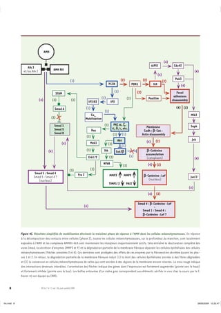 AMH

                                                                                                                                                               (4)
                                                                                                                                               aPIX                   Cdc42
                   Alk 3
                et/ou Alk 2                  AMH RII                                                                                                                                     (4)
                                                                                                                                                        (4)
                                                                                                                 (2)                  (2)                              Pak3
                                                               (1)                                                                                            (2)
                                                                                                     P13K                    PDK1                 ILK                      (4)
                                                                                                           (1)                  (2)                                     Focal
                                               STAM
                                                                                            (1)                                                                       adhesions
                              (4)          (3)                  (3)                                                    (3)                  Paxillim                 disassembly
                                                                                  IP3 R3              IP3
                                              Smad 6                            (1)                                                                                    (4) (2)
                                                                                               (1)
                                                                                   Ca2+                                                                                             Mlk3
                                          (3)                                   Mobilisation
                                             Smad 1                                            (3)       PKC a, z,                                                                  Sapk
                                                                                                        e, d, i, etc.                    Membrane
                                             Smad 5                                   Ras                                              Cadh : b-Cat :
                                             Smad 8                                                     (3)      (1)                  Actin disassembly
                                                                                (3)
                                                                                                             Akt                                   (2)                               Jnk
                                                      (4)                          Mek1                                                  (4)
                                                                                                  (3)
                                                                                                                (1)
                                       (4)                                      (3)            Ikk          Gsk3b                        b-Caténine
                                                                                                                                        accumulation
                                                                                  Erk1/2             (3)                 (1)            (cytoplasm)                                      (4)
                                                                                               NFkB                                         (4)     (2)
                                                                                                                  (3)
                                                               (3)                 (3)
                         Smad 1 : Smad 4                                Fra 2
                        Smad 5 : Smad 4 ?                                                            MMP3          MMP9                b-Caténine : Lef                             Jun D
                           (nucleus)                                                                                                      (nucleus)
                                                                                                     TIMP1/2           PAI2
                                                                                                                                                                                   (4)
                                                                                                                                            (4)     (2)

                                                                                                                                Smad 4 : b-Caténine : Lef
                                                                            (4)                                                            +
                                                                                                                                   Smad 1 : Smad 4 :
                                                                                                                                   b-Caténine : Lef ?




              Figure 4C. Résultats simplifiés de modélisation décrivant la troisième phase de réponse à l’AMH dans les cellules mésenchymateuses. En réponse
              à la décomposition des contacts entre cellules (phase 2), toutes les cellules mésenchymateuses, sur la profondeur du manchon, sont localement
              exposées à l’AMH et les complexes AMHRII-ALK sont maintenant les récepteurs majoritairement actifs. Cela entraîne la réactivation complète des
              voies Smad, la sécrétion d’enzymes (MMP3 et 9) et la dégradation partielle de la membrane fibreuse séparant les cellules épithéliales des cellules
              mésenchymateuses (flèches annotées 3 et 4). Ces dernières sont protégées des effets de ces enzymes par la fibronectine sécrétée durant les pha-
              ses 1 et 2. En retour, la dégradation partielle de la membrane fibreuse induit (1) la mort des cellules épithéliales ancrées à des fibres dégradées
              et (2) la conversion en cellules mésenchymateuses de celles qui sont ancrées à des régions de la membrane encore intactes. La croix rouge indique
              des interactions devenues interdites. L’orientation des flèches indique des gènes dont l’expression est fortement augmentée (pointe vers le haut)
              et fortement inhibée (pointe vers le bas). Les boîtes entourées d’un cadre gras correspondent aux éléments vérifiés in vivo chez la souris par le F.
              Xavier et son équipe au CNRS.


     8                         M/S n° 6-7, vol. 25, juin-juillet 2009




Iris.indd 8                                                                                                                                                                                 26/05/2009 12:32:47
 