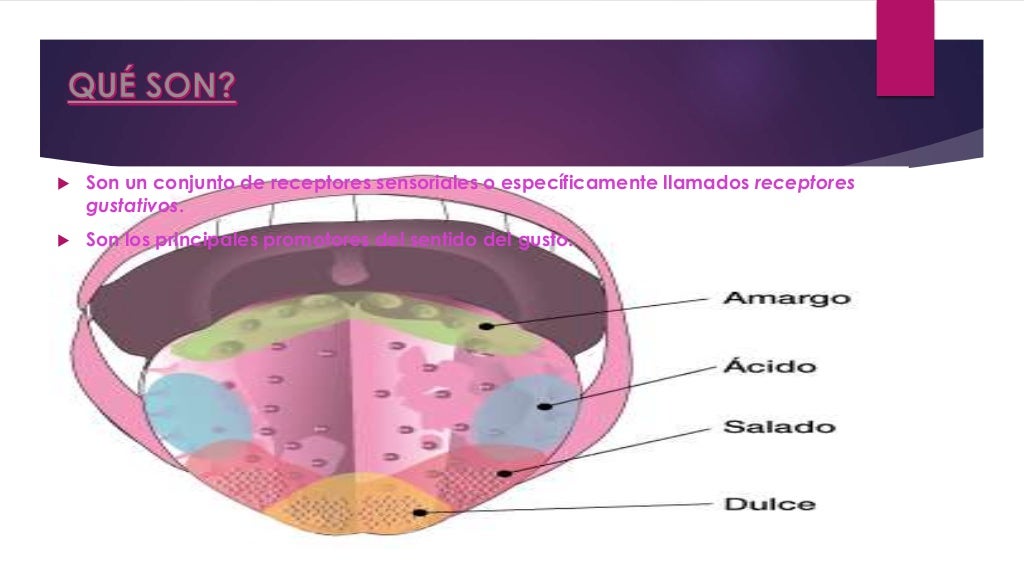 Estructura De Las Papilas Gustativas