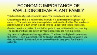 ECONOMIC IMPORTANCE OF
PAPILLIONOIDEAE PLANT FAMILY
This family is of great economic value. The importance are as fallows:
Cluster bean- this is a herb or small shrub, it is cultivated throughout our
country . The pods are eaten as vegetable and used as fodder. The seeds are
good source of a gum which is used in food , paper and textile industries.
Garden pea- it’s a native of south Europe but now cultivated in our country.
The seeds and buds are eaten as vegetables. They are rich in protein.
Soy bean – soybeans makes a good food. The bean has high oil content and
the kernel is rich in proteins. The oil can be used for cooking. Oil-cake is use
das cattle feed . Soybean flour or cooked bean in very good for diabetic
patients.

 