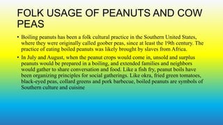 FOLK USAGE OF PEANUTS AND COW
PEAS
• Boiling peanuts has been a folk cultural practice in the Southern United States,
where they were originally called goober peas, since at least the 19th century. The
practice of eating boiled peanuts was likely brought by slaves from Africa.
• In July and August, when the peanut crops would come in, unsold and surplus
peanuts would be prepared in a boiling, and extended families and neighbors
would gather to share conversation and food. Like a fish fry, peanut boils have
been organizing principles for social gatherings. Like okra, fried green tomatoes,
black-eyed peas, collard greens and pork barbecue, boiled peanuts are symbols of
Southern culture and cuisine

 