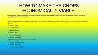 HOW TO MAKE THE CROPS
ECONOMICALLY VIABLE.
Peanuts have been marketed as a cheap source of protein compared to cheese and red meat and as a good source of
essential vitamins and minerals.
Peanut can be become economically beneficial and viable by advertising peanut many usage and use it to make products
such as
 peanut soap
 biodiesel fuel
 peanut laxative
 peanut dye
 peanut shampoo
 peanut explosive,
 peanut axle grease, peanut seat cushion
 peanut shell charcoal
 peanut glue and
 peanut soil conditioner

 