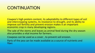 CONTINUATION
Cowpea's high protein content, its adaptability to different types of soil
and intercropping systems, its resistance to drought, and its ability to
improve soil fertility and prevent erosion makes it an important
economic crop in many developing regions.
The sale of the stems and leaves as animal feed during the dry season
also provides a vital income for farmers.
Cowpeas can be used as a cover , to prevent soil erosion.
Parts of the pea can be made available as a source of nutrients and
fiber.

 