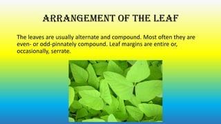 Arrangement of the leaf
The leaves are usually alternate and compound. Most often they are
even- or odd-pinnately compound. Leaf margins are entire or,
occasionally, serrate.

 