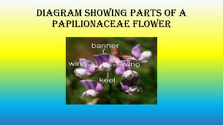 Diagram showing parts of A
papilionaceae flower

 