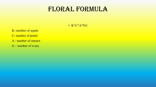 Floral formula
• K5 C5 A10G1
K- number of sepals
C- number of petals
A - number of stamen
G – number of ovary

 