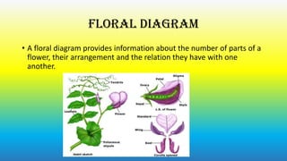 Floral diagram
• A floral diagram provides information about the number of parts of a
flower, their arrangement and the relation they have with one
another.

 