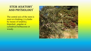 Stem anatomy
and physiology
The central axis of the stem is
erect or climbing ( it climbs
by means of tendrils),
branched , angular or
cylindrical herbaceous or
woody.

 