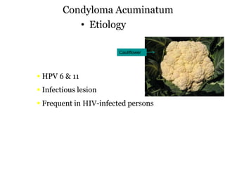 Papillary lesions | PDF