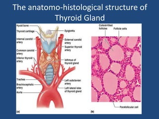 The anatomo-histological structure of
Thyroid Gland
 
