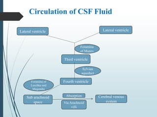 Circulation of CSF Fluid
Lateral ventricle Lateral ventricle
Foramina
of Munro
Third ventricle
Fourth ventricle
Sylvian
aqueduct
Sub arachnoid
space
Foramina of
Luschka and
Megendie
Cerebral venous
system
Absorption
Via Arachnoid
villi
 