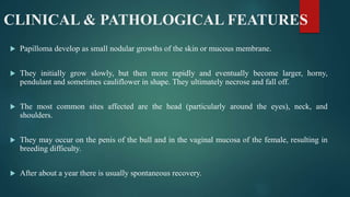 CLINICAL & PATHOLOGICAL FEATURES
 Papilloma develop as small nodular growths of the skin or mucous membrane.
 They initially grow slowly, but then more rapidly and eventually become larger, horny,
pendulant and sometimes cauliflower in shape. They ultimately necrose and fall off.
 The most common sites affected are the head (particularly around the eyes), neck, and
shoulders.
 They may occur on the penis of the bull and in the vaginal mucosa of the female, resulting in
breeding difficulty.
 After about a year there is usually spontaneous recovery.
 