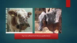 Fig-Cow suffered from Bovine papillomatosis
 
