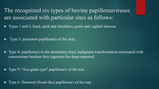 The recognized six types of bovine papillomaviruses
are associated with particular sites as follows:
 Types 1 and 2: head, neck and shoulders; penis and vaginal mucosa.
 Type 3: persistent papilloma's of the skin.
 Type 4: papilloma's in the alimentary tract; malignant transformation associated with
concomitant bracken fern ingestion has been reported.
 Type 5: "rice-grain type" papilloma's of the teat.
 Type 6: flattened (frond-like) papilloma's of the teat.
 