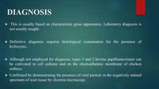DIAGNOSIS
 This is usually based on characteristic gross appearance. Laboratory diagnosis is
not usually sought.
 Definitive diagnosis requires histological examination for the presence of
koilocytes.
 Although not employed for diagnosis, types 1 and 2 bovine papillomaviruses can
be cultivated in cell cultures and on the chorioallantoic membrane of chicken
embryo.
 Confirmed by demonstrating the presence of viral particle in the negatively stained
specimen of wart tissue by electron microscope.
 