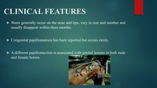 CLINICAL FEATURES
 Warts generally occur on the nose and lips, vary in size and number and
usually disappear within three months.
 Congenital papillomatosis has been reported but occurs rarely.
 A different papillomavirus is associated with genital lesions in both male
and female horses.
 