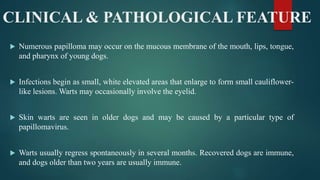 CLINICAL & PATHOLOGICAL FEATURE
 Numerous papilloma may occur on the mucous membrane of the mouth, lips, tongue,
and pharynx of young dogs.
 Infections begin as small, white elevated areas that enlarge to form small cauliflower-
like lesions. Warts may occasionally involve the eyelid.
 Skin warts are seen in older dogs and may be caused by a particular type of
papillomavirus.
 Warts usually regress spontaneously in several months. Recovered dogs are immune,
and dogs older than two years are usually immune.
 