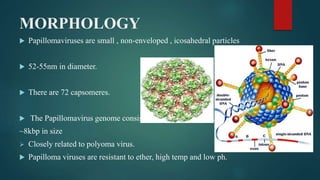 MORPHOLOGY
 Papillomaviruses are small , non-enveloped , icosahedral particles
 52-55nm in diameter.
 There are 72 capsomeres.
 The Papillomavirus genome consists of circular, d/s DNA
~8kbp in size
 Closely related to polyoma virus.
 Papilloma viruses are resistant to ether, high temp and low ph.
 