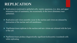 REPLICATION
 Replication is restricted to epithelial cells- mainly squamous, (i.e. skin, and upper
alimentary tract of ruminants), but occasionally in the lower alimentary tract
epithelium.
 Replication and virion assembly occur in the nucleus and virion are released by
destruction of the nuclear and cell membranes.
 Papillomaviruses replicate in the nucleus and new virions are released with the lysis
of the cell.
 Papillomaviruses produce diagnostically significant koilocytotic (vaculated) cells
while replicating.
 