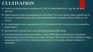 CULTIVATION
 Growth on chorioallantoic membrane (CAM) of embryonated hen‘s egg has not been
reported.
 Papillomavirus cannot be propagated in cell culture. The virus species induce papillomas in
the host of origin but rarely cause cell transformation or cytopathic effects (CPEs) in cell
culture.
 In experimental house, subcutaneous (S/C) inoculation of the virus gives rise to connective
tissue tumors.
 Intracerebrally injected calves may develop meningeal fibromoda.
 Unweaned hamsters and certain strains of mice (C3H/eB) on subcutaneous inoculation
develop tumor at the inoculation site within 100 days. The tumors are firm, multiple or singe,
measuring about 8-15 nm in diameter and persist for 4-6 months without evidence of
metastasis.
 