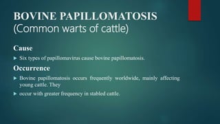 BOVINE PAPILLOMATOSIS
(Common warts of cattle)
Cause
 Six types of papillomavirus cause bovine papillomatosis.
Occurrence
 Bovine papillomatosis occurs frequently worldwide, mainly affecting
young cattle. They
 occur with greater frequency in stabled cattle.
 