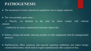 PATHOGENESIS
 The mechanism of tumor induction by papilloma virus is largely unknown.
 The virus probably gains entry –
o Directly via abrasion in the skin by direct contact with infected
animals.
o Indirectly by means contaminated inanimate objects like
 Halters, syringe and needle, tattooing machine or other equipments used for managemental
practices.
 Papillomavirus affect cutaneous and mucosal squamous epithelium and induce benign
circumscribed tumor, which tends to regress spontaneously after a period of time.
 