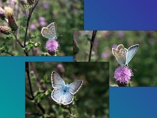 85-Papillons Butterflies Slide 3