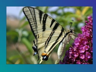 85-Papillons Butterflies Slide 4