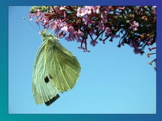 85-Papillons Butterflies Slide 8