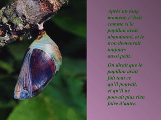 Après un long
moment, c’était
comme si le
papillon avait
abandonné, et le
trou demeurait
toujours
aussi petit.
On dirait que le
papillon avait
fait tout ce
qu’il pouvait,
et qu’il ne
pouvait plus rien
faire d’autre.
 