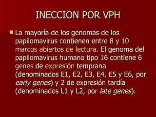 INECCION POR VPH La mayoría de los genomas de los papilomavirus contienen entre 8 y 10  marcos abiertos de lectura . El genoma del papilomavirus humano tipo 16 contiene 6  genes  de  expresión  temprana (denominados E1, E2, E3, E4, E5 y E6, por  early genes ) y 2 de expresión tardía (denominados L1 y L2, por  late genes ).  