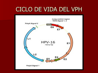 CICLO DE VIDA DEL VPH 