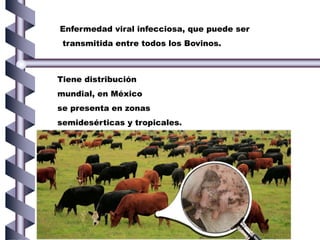 Enfermedad viral infecciosa, que puede ser
transmitida entre todos los Bovinos.
Tiene distribución
mundial, en México
se presenta en zonas
semidesérticas y tropicales.
 