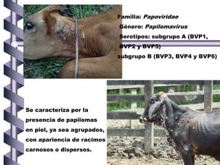 Se caracteriza por la
presencia de papilomas
en piel, ya sea agrupados,
con apariencia de racimos
carnosos o dispersos.
Familia: Papoviridae
Género: Papilomavirus
Serotipos: subgrupo A (BVP1,
BVP2 y BVP5)
subgrupo B (BVP3, BVP4 y BVP6)
 