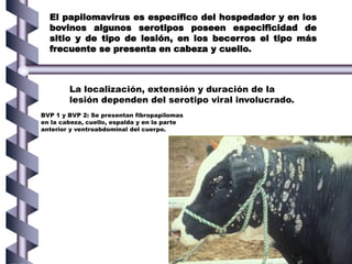 .
El papilomavirus es específico del hospedador y en los
bovinos algunos serotipos poseen especificidad de
sitio y de tipo de lesión, en los becerros el tipo más
frecuente se presenta en cabeza y cuello.
La localización, extensión y duración de la
lesión dependen del serotipo viral involucrado.
BVP 1 y BVP 2: Se presentan fibropapilomas
en la cabeza, cuello, espalda y en la parte
anterior y ventroabdominal del cuerpo.
 