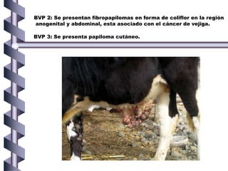 BVP 2: Se presentan fibropapilomas en forma de coliflor en la región
anogenital y abdominal, esta asociado con el cáncer de vejiga.
BVP 3: Se presenta papiloma cutáneo.
 