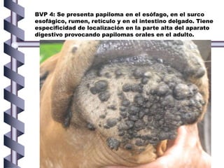 BVP 4: Se presenta papiloma en el esófago, en el surco
esofágico, rumen, retículo y en el intestino delgado. Tiene
especificidad de localización en la parte alta del aparato
digestivo provocando papilomas orales en el adulto.
 