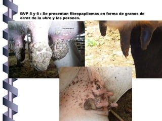 BVP 5 y 6 : Se presentan fibropapilomas en forma de granos de
arroz de la ubre y los pezones.
 