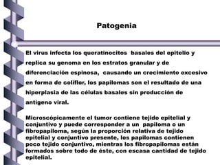El virus infecta los queratinocitos basales del epitelio y
replica su genoma en los estratos granular y de
diferenciación espinosa, causando un crecimiento excesivo
en forma de coliflor, los papilomas son el resultado de una
hiperplasia de las células basales sin producción de
antígeno viral.
Patogenia
Microscópicamente el tumor contiene tejido epitelial y
conjuntivo y puede corresponder a un papiloma o un
fibropapiloma, según la proporción relativa de tejido
epitelial y conjuntivo presente, los papilomas contienen
poco tejido conjuntivo, mientras los fibropapilomas están
formados sobre todo de éste, con escasa cantidad de tejido
epitelial.
 